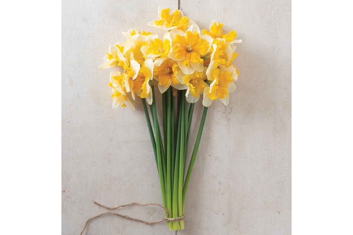 Orangery – Narcissus